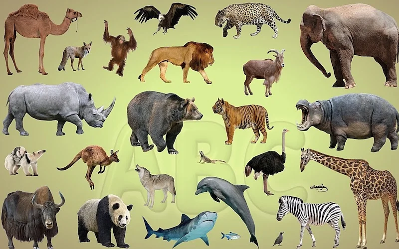 Sổ mơ lô đề các con vật bao gồm những gì?